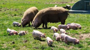 Down on the farm at Highclere Castle with Lady Carnarvon and farm manager Simon