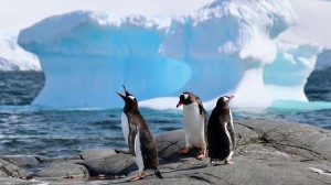 Delve into our polar region expeditions with Viking’s Karine Hagen