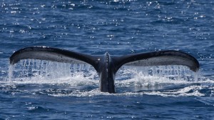 Anne Diamond interviews guest lecturer Robin Petch