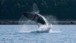 Encounter Alaskan wildlife in their natural habitat with naturalist Scott Ranger