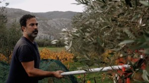 Enhance your knowledge of olive oil production in Crete