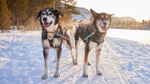 Learn about the huskies of Alta and life in the Arctic Circle