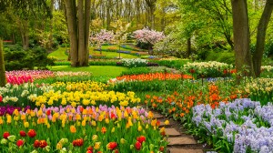 Experience Keukenhof Gardens with landscape designer Freddie Strickland