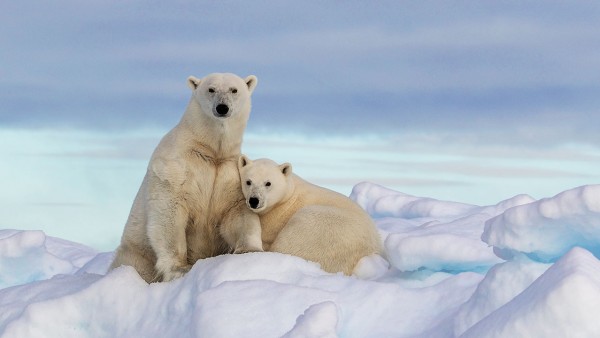 Karine Explores: Flora and fauna of the Arctic and Antarctica 