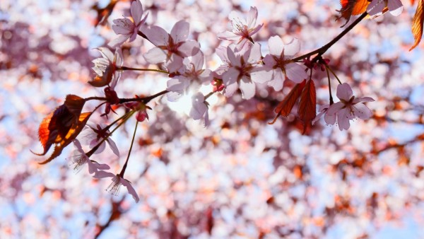 Meditation: Mindfulness with Mona Therese