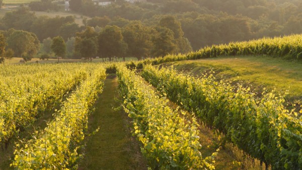 Bordeaux’s Clairet & Rosé Wines