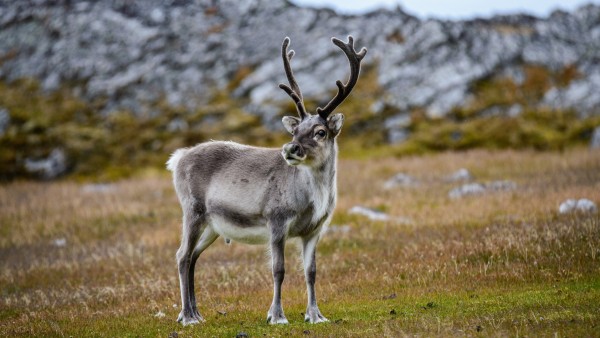 Uncover the mythology of reindeer with award-winning author Sharon Hudgins