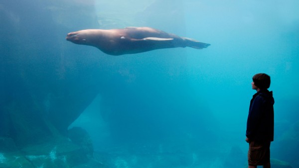 Enjoy a guided tour of Seward’s renowned Alaska SeaLife Center