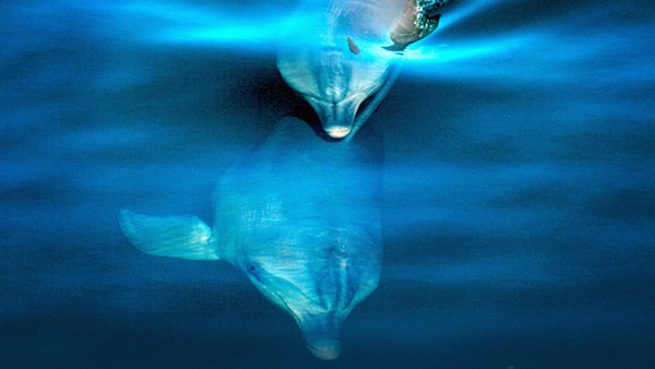 The intriguing sound of marine mammals | Peter Tyack