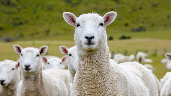 Explore New Zealand’s Manderley Farm with proprietors Ross & Mary Millar