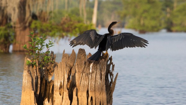 Meet the birds of the Mississippi Delta with John Fitzpatrick
