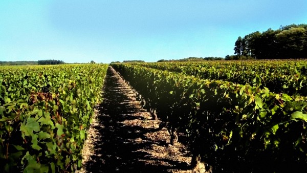 Viking's Own Vintner