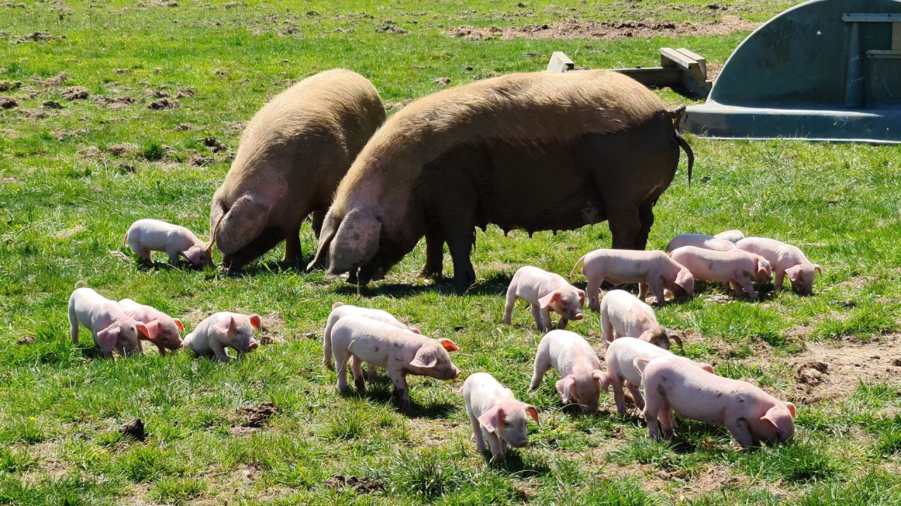 Down on the farm at Highclere Castle with Lady Carnarvon and farm manager Simon)