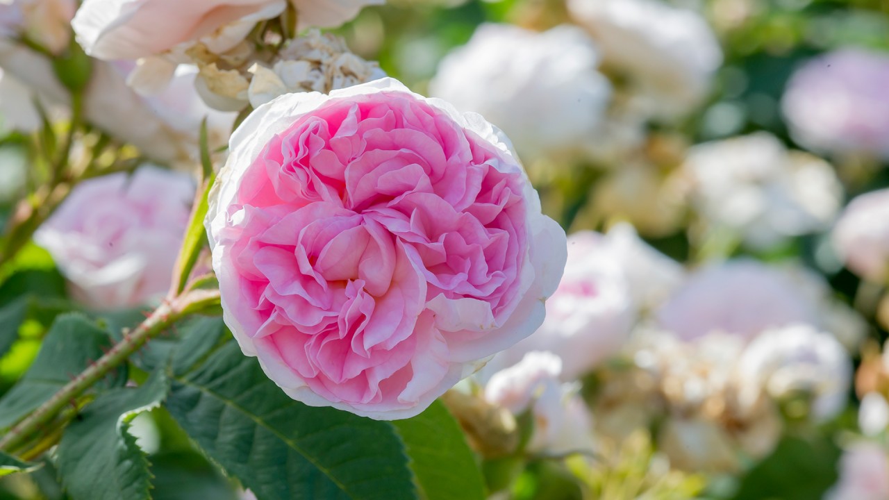 In Highclere Castle’s flower gardens with Lady Carnarvon)