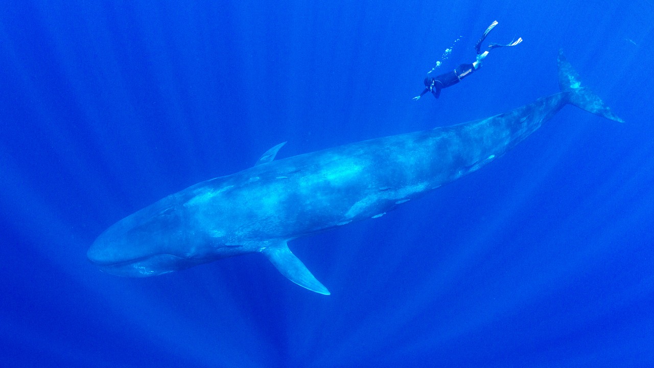Alastair Miller in conversation with Wildlife Photographer,  Amos Nachoum)