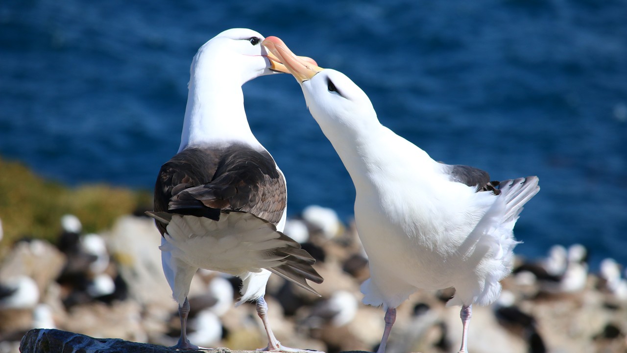 Anne Diamond discusses preserving fragile habitats with Biologist Joshua Powell)