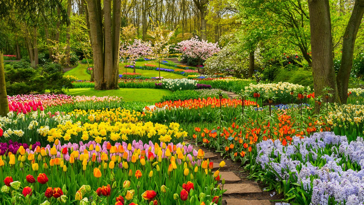 Experience Keukenhof Gardens with landscape designer Freddie Strickland)