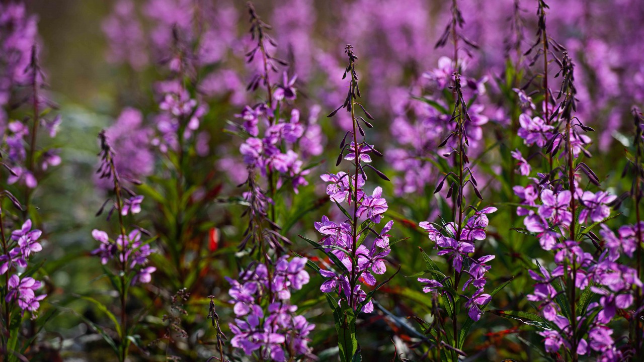 Breath Awareness Meditation)